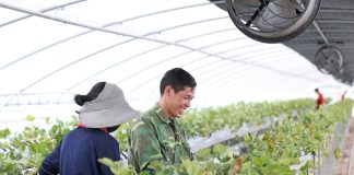 비수도권 대학 외국인 유학생 부모, 계절근로자로 초청 - Du học sinh Hàn Quốc được phép bảo lãnh người thân sang lao động thời vụ