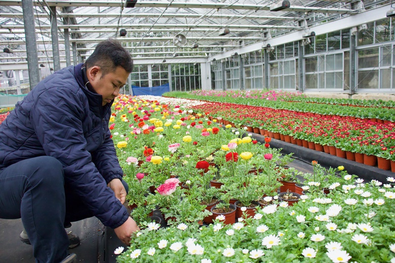 ▲ 경남 진해 양묘장 유리하우스에서 꽃 상태를 살피는 현장 근로자. Một người trồng vườn đang xem tình trạng của hoa giống trong Nhà kính trồng hoa Jinhae, tỉnh Gyeongsangnam-do. (Ảnh: Wu Jinhua / Korea.net)