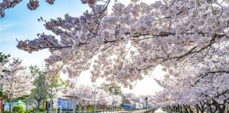포브스, 반드시 가봐야 할 한국 벚꽃 명소 5곳 선정 - Forbes lựa chọn top 5 địa điểm ngắm hoa anh đào tựa như tranh ở Hàn Quốc