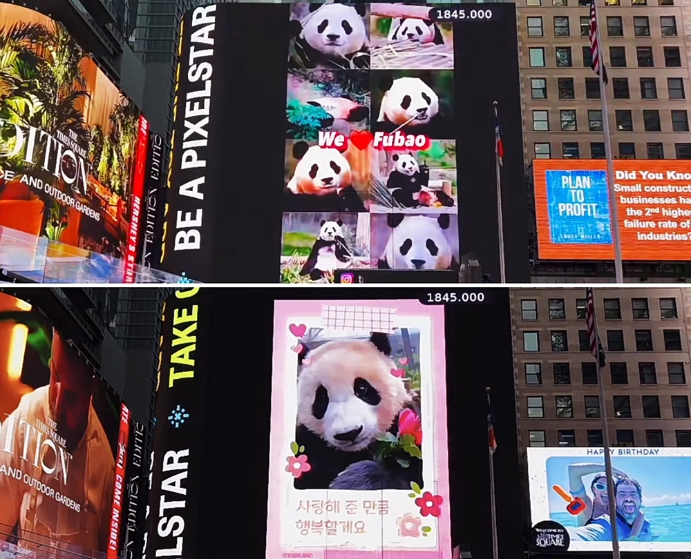 ▲ 미국 뉴욕 타임스스퀘어 대형 전광판에 9일(현지 시간) 등장한 푸바오 영상. 해당 광고는 푸바오의 중국 팬이 사비를 들여 집행했다. 사진과 영상 등은 일본 팬의 도움으로 이뤄진 것으로 알려졌다. Ngày 9/4 (giờ Mỹ) một video về Fu Bao đã được chiếu trên Quảng trường Thời đại (Time Square), New York, Mỹ. Quảng cáo được thực hiện bởi người hâm mộ Fubao ở Trung Quốc bằng chi phí riêng của mình. Được biết, những bức ảnh và video được thực hiện với sự giúp đỡ của người hâm mộ Nhật Bản.(Ảnh: Chụp màn hình TSX Livestream - TSX 라이브스트림 갈무리)