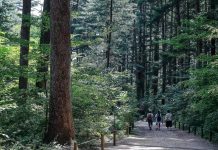 산림청이 추천한 여름 숲 4곳 - 4 khu rừng giải nhiệt mùa hè
