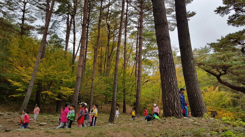 ▲ 세계중요농업유산으로 신규 등재된 '울진 금강송 산지농업시스템'. Hệ thống nông lâm kết hợp cây thông Ul-Jin đã được Tổ chức Lương thực và Nông nghiệp Liên hợp quốc (FAO) công nhận là Hệ thống Di sản Nông nghiệp Quan trọng Toàn cầu (GIHAS). (Ảnh: Bộ Nông nghiệp, Thực phẩm và Nông thôn Hàn Quốc - 농림축산식품부)