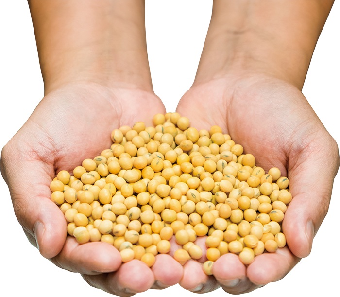 Beans Backstory Ganjang