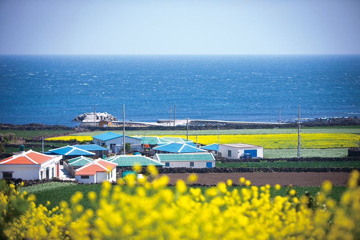 Hoa cải – biểu tượng của đảo Jeju – có thể được nhìn thấy khắp hòn đảo. © TongRo Images Inc.