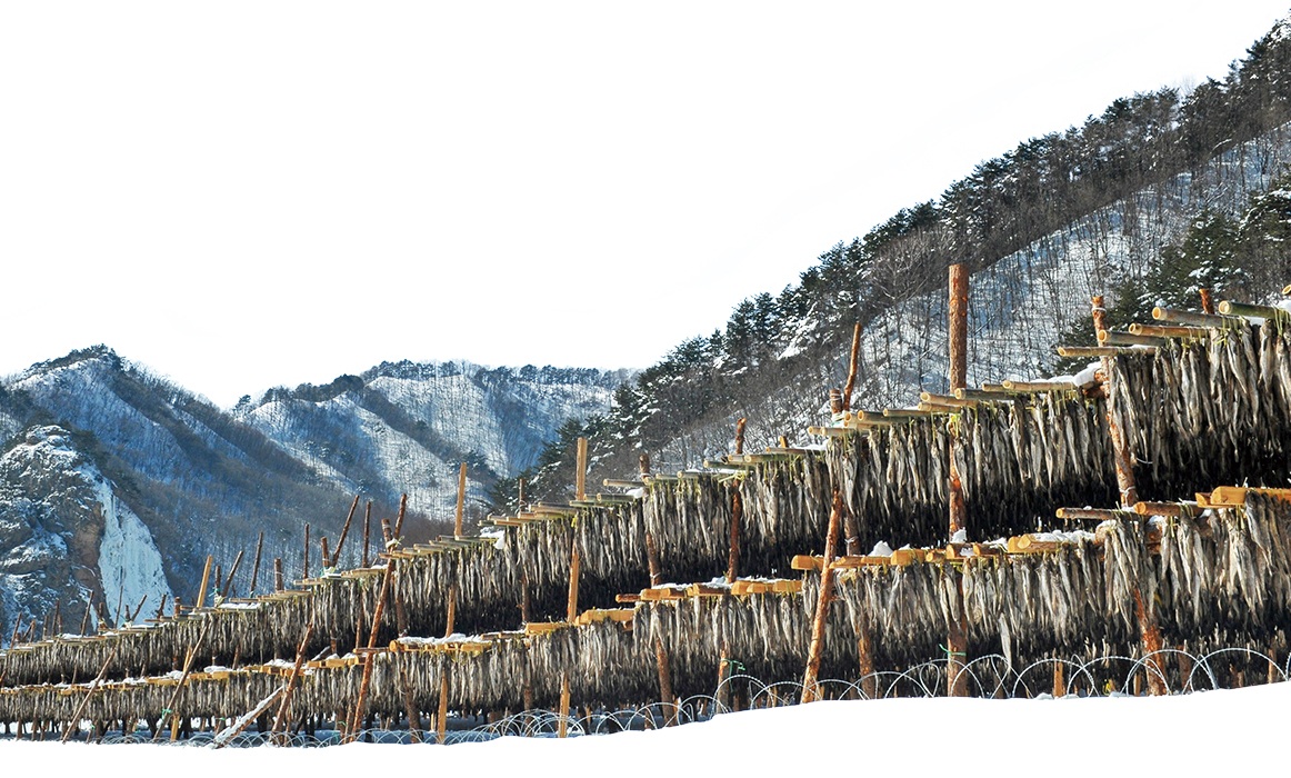 📸 Cảnh phơi hwangtae trong mùa đông ở Gangwon-do. © TongRo Images Inc.