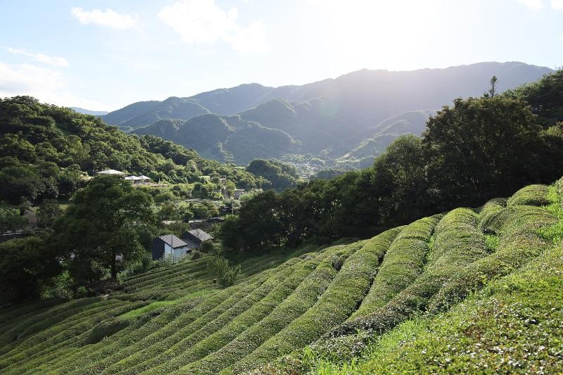 ▲경남 하동군 녹차밭 모습. Cánh đồng trà xanh ở huyện Hadong-gun, tỉnh Gyeongsangnam-do. (Ảnh: Tổng cục Du lịch Hàn Quốc) 