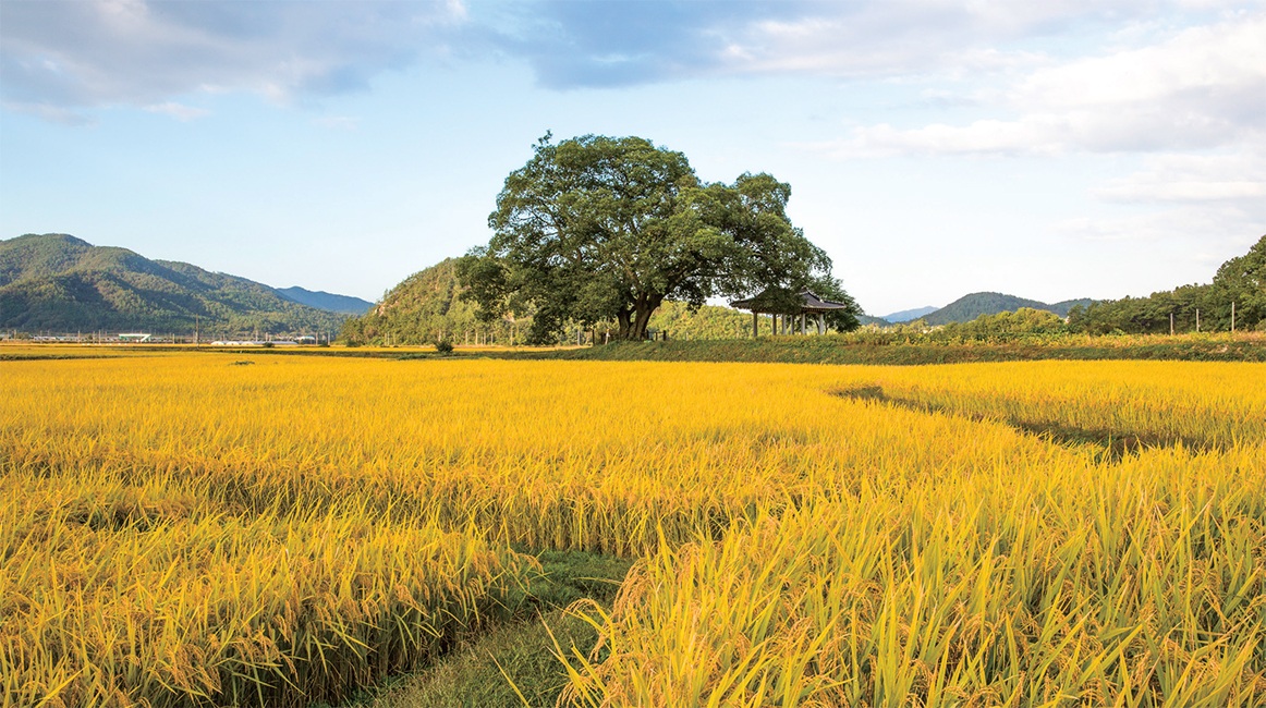 Hạt gạo Hàn Quốc
