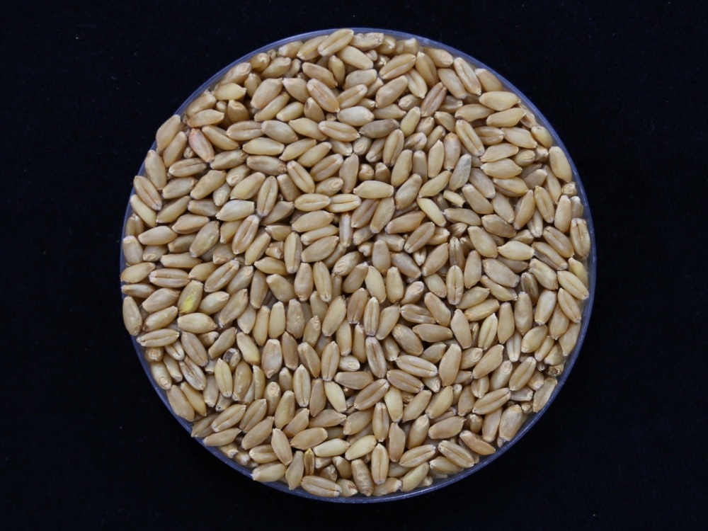 ▲ 밀 품종 '이룸'의 종자 모습. Giống lúa mì “Irum”. (Ảnh: Cục Phát triển Nông thôn Hàn Quốc)