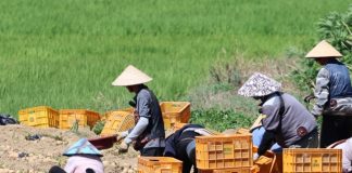 임금체불 피해 외국인 근로자 보호 강화 – Tăng cường các biện pháp hỗ trợ lao động nước ngoài bị nợ lương tại Hàn Quốc 임금체불 피해 외국인 근로자 보호 강화 - Tăng cường các biện pháp hỗ trợ lao động nước ngoài bị nợ lương tại Hàn Quốc