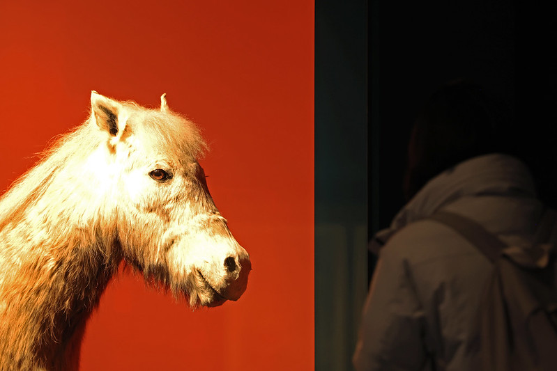 ▲ 서울 종로구 국립민속박물관에서 열리는 특별전시 '말들이 많네'에서 관람객이 지난 16일 조랑말 전시물을 보고 있다. 제주도 토종말인 조랑말은 1986년 천연기념물로 지정됐다. Một tác phẩm được trưng bày tại triển lãm “Lễ hội ngựa nổi tiếng” (tiếng Anh: The Famous Feast of the Horse) diễn ra ở Bảo tàng Dân gian Quốc gia Hàn Quốc, quận Jongno-gu, thành phố Seoul vào ngày 16/12/2025. (Ảnh: Park Daejin / Korea.net - 박대진 기자 pacdaejin@korea.kr)