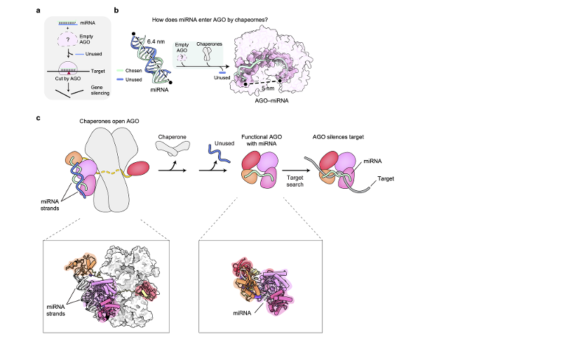 ▲ 아고넛이 표적 유전자 억제 기능을 획득하는 과정. Quá trình protein Argonaute đạt được khả năng ức chế gen mục tiêu. Ảnh: Đơn vị Nghiên cứu RNA, Viện Khoa học cơ bản - 기초과학연구원 RNA 연구단