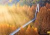 #대전 장태산 자연휴양림 – Khu rừng metasequoia (thủy sam) rộng nhất Hàn Quốc được một người tự bỏ tiền trồng nên! 821441550 1411482264388464 8678524311862861255 n