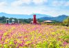 #경기도 #나리농원 – Hơn 20 loài hoa mùa thu phủ kín 66.000m², đẹp đến ngỡ ngàng 827982779 1416473703889320 2966003395936831104 n