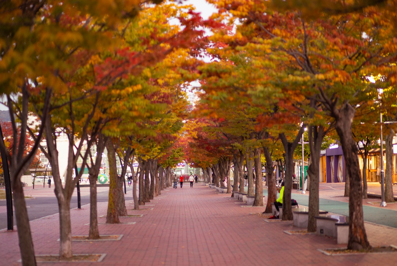 ▲ 서울 송파구 올림픽공원의 단풍. Khung cảnh lá thu tại Công viên Olympic ở quận Songpa, Seoul. (Ảnh: Cơ quan Du lịch Seoul - 서울관광재단)