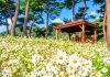 #전북 정읍 구절초 지방정원 – Đồi hoa rộng 45.000 pyeong phủ trắng và tím từ ngày 8/10 830563716 1416463300557027 6865804289233915419 n