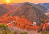 Khám phá rừng lá đỏ #장태산자연휴양림, rừng thủy sam (Metasequoia) khổng lồ ở #대전 857156677 1437326765137347 788334703818016106 n