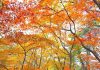 Chia sẻ cung đường trekking ngắm lá đỏ tuyệt đẹp ở khu vực bên trong thành cổ núi 북한산, Seoul. 863797413 1440933344776689 8763270796380264748 n